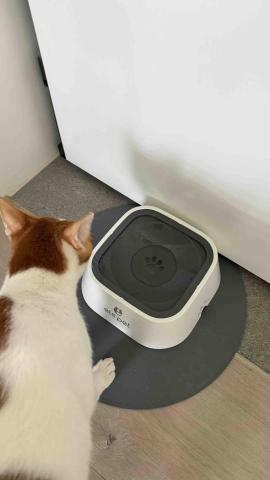 陪伴❤️ - 洗碗盆+換水