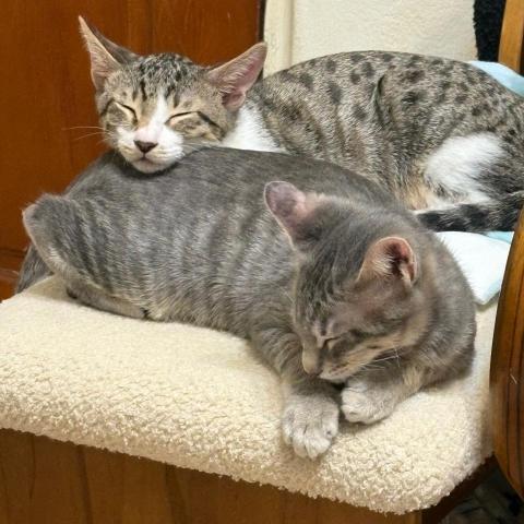 三重軌道燈安裝師傅推薦光榮水電