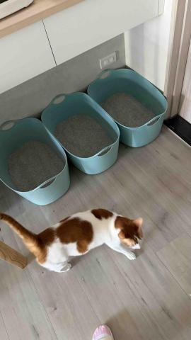 陪伴❤️ - 清理貓砂和周圍環境