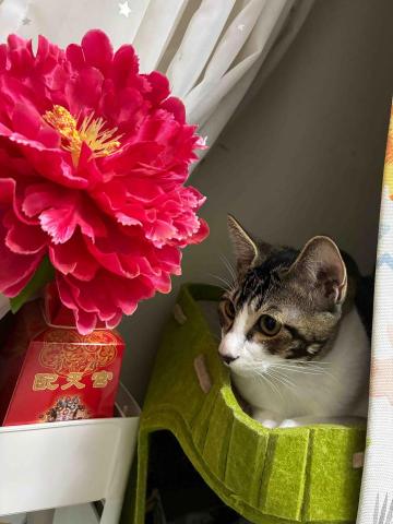 提供回收家具公司服務的專家振嘉環保-回收報廢車、汽車、機車