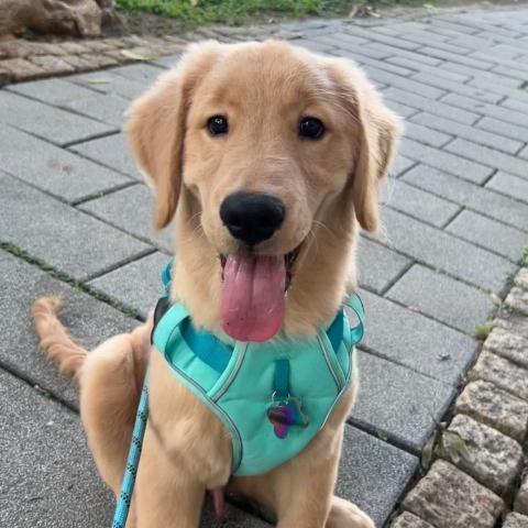 提供貓籠服務的專家金狗麻麻