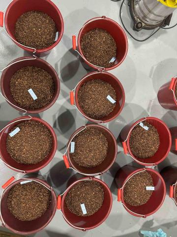 舒舒 - 咖啡豆烘培