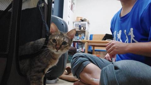 嘉黛 - 用餵藥器餵貓吃藥