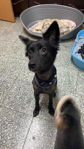 提供保母服務的專家Hui寵物保母