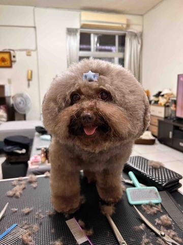 Ziqi到府寵物美容 - 