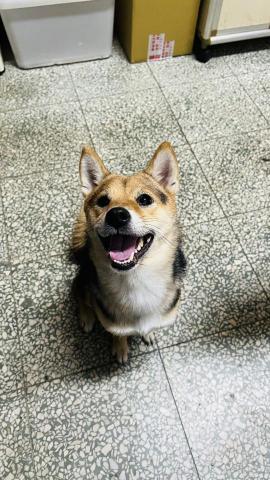 Hui寵物保母 - 柴柴來了～