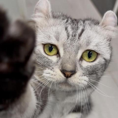 提供家具店服務的專家陳莞云