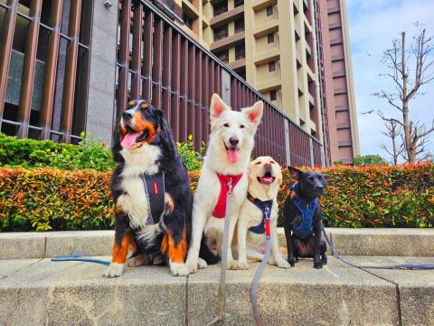 和狗🐶 - 和狗日常汪