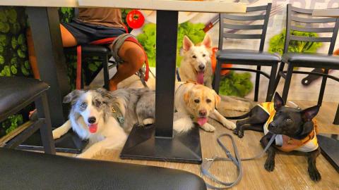 和狗🐶 - 帶狗狗們一起吃早餐，融入我們的生活！