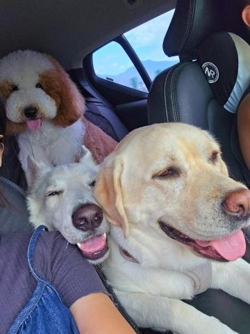 和狗🐶 - 快樂坐車郊遊去！