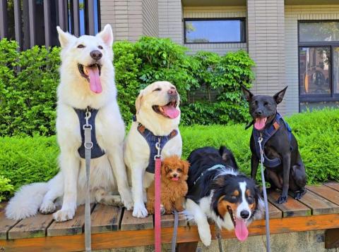 和狗🐶 - 和狗日常汪