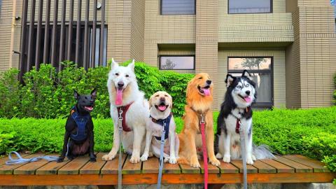 和狗🐶 - 和狗日常汪