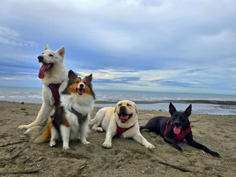 和狗🐶 - 孩子們的快樂天堂！