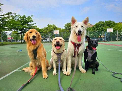 和狗🐶 - 和狗日常汪