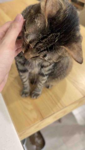 陪伴❤️ - 高冷貓貓 
到府第三次終於給我摸摸