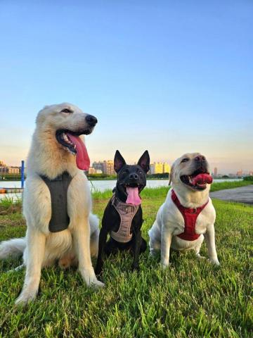 和狗🐶 - 和狗日常汪