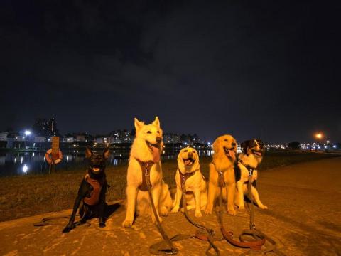 和狗🐶 - 和狗日常汪