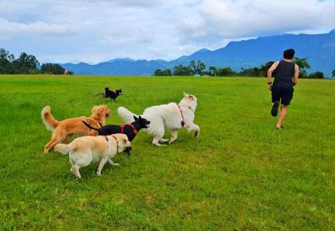 和狗🐶 - 和狗日常汪