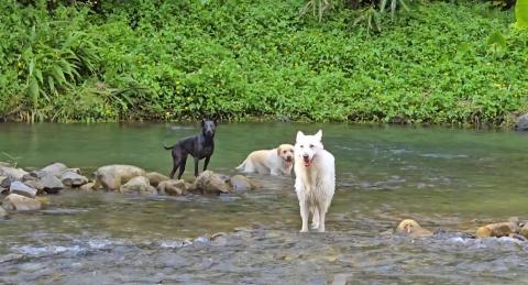 和狗🐶 - 一起去溪邊放鬆、清涼一下！