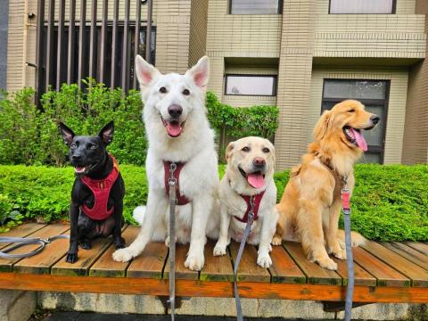 和狗🐶 - 和狗日常汪