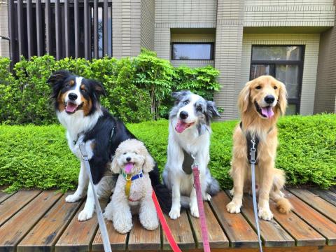 和狗🐶 - 和狗日常汪