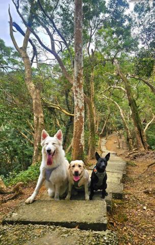 和狗🐶 - 和狗日常汪