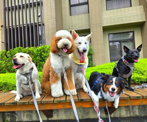 和狗🐶 - 和狗日常汪