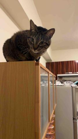 summer寵物保母 - Lavine:脾氣不太好，不會怕生，不能摸摸喔，要保持距離，不然會被他揍。