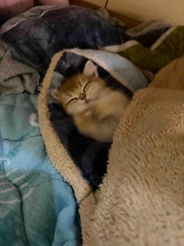 提供廚房裝潢ptt服務的專家豪