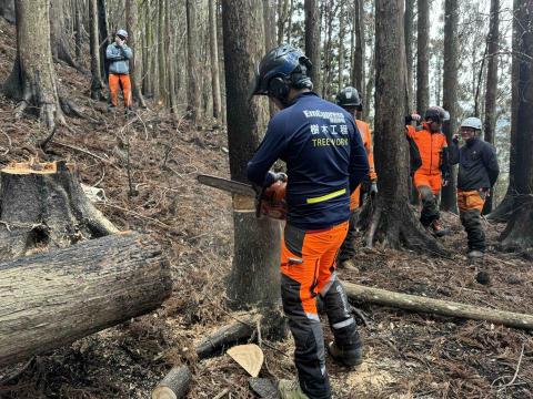 翠碧雅柏顧問有限 - 專業伐木
