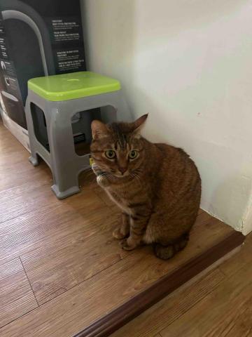 summer寵物保母 - 波波：非常可愛的小貓咪，天生一副讓人疼的樣子。