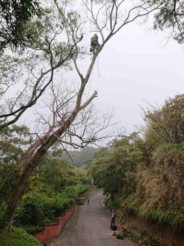 翠碧雅柏顧問有限 - 攀樹移除