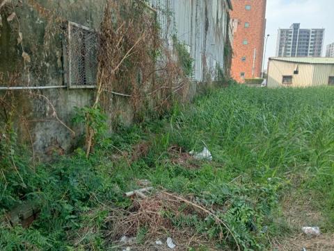 王東明 - 水溝槽除草及牆面上植被摘除前