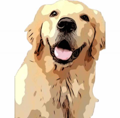 提供遛狗牽繩服務的專家Dogwalking