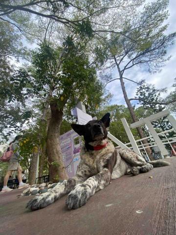 提供奧數題服務的專家呂沛穎