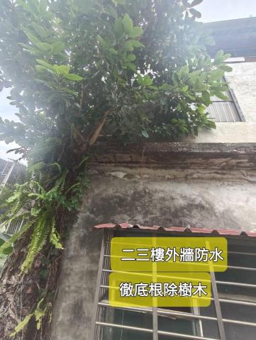 嵐玥工程 - 外牆植物清除
