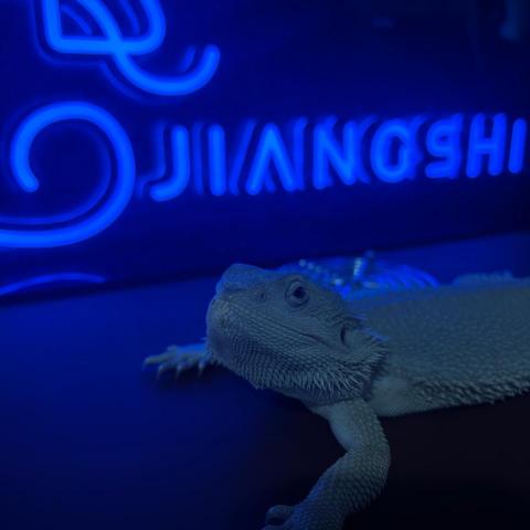 提供打字員服務的專家謝