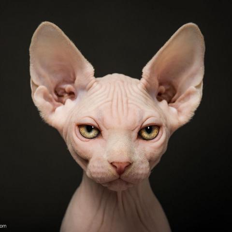 提供斷食法服務的專家void9422