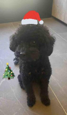 🐾嚕嚕爸（豪豪） - 