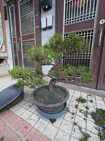 太杉 景観園芸所 エンゲイショ - 