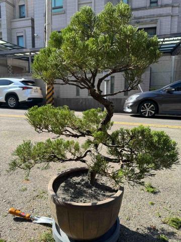 太杉 景観園芸所 エンゲイショ - 