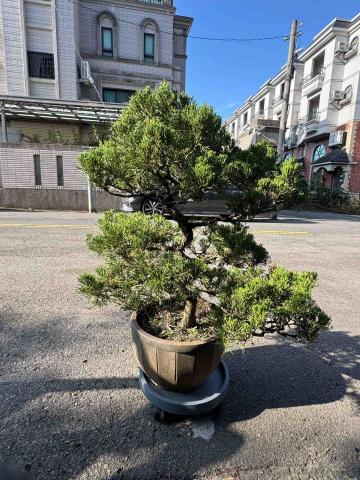 太杉 景観園芸所 エンゲイショ - 
