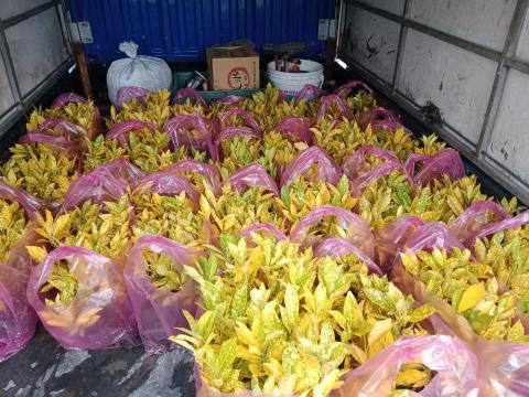 悠然景觀有限公司 - 撒金變葉木 灌木種植