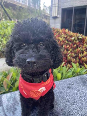 🐾嚕嚕爸（豪豪）