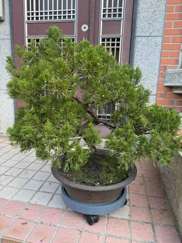 太杉 景観園芸所 エンゲイショ - 