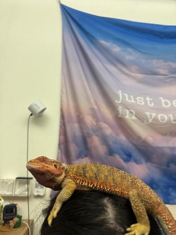 楊淨涵 - 鬆獅蜥