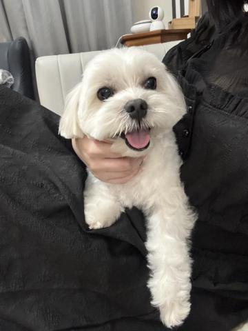 楊淨涵 - 自家養的馬爾濟斯，已經五歲囉！