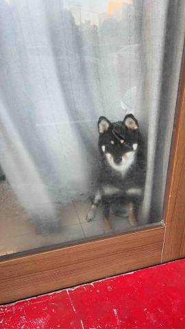 summer寵物保母 - 丹丹：還沒等我進門，丹丹已經迫不及待地在門口迎接我了，牠是一隻個性非常活潑的小女生。