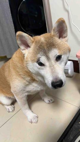 summer寵物保母 - 八兩：很乖又穩重的八兩很討人喜歡，每次溫柔的對待他就能感受到他很安心。每一隻毛孩都值得被溫柔對待?。