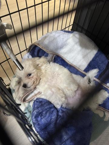 楊淨涵 - 剛出生三個月的比熊 超級可愛！！